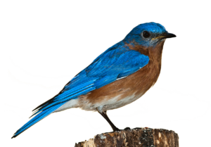 Beautiful Blue Bird PNG Image