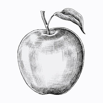 Beautiful apple drawing with one leaf